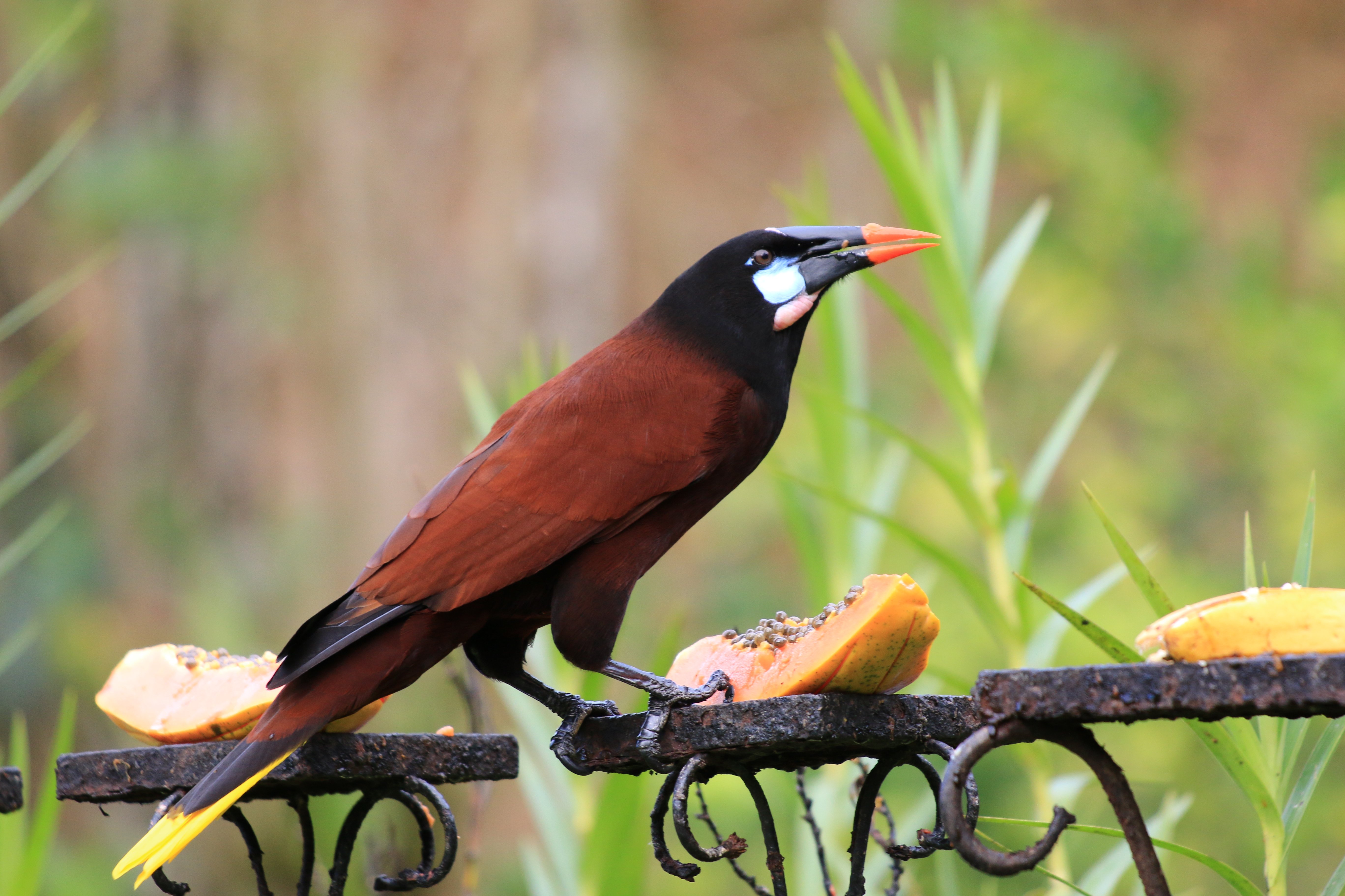 Costa Rica